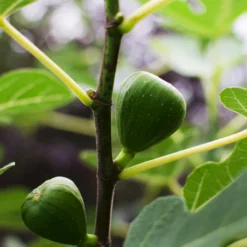 Bio Echte Feige 'Gustissimo® Perretta®' -Angebote Biohort Store 7612666 WE DE 001 FicusFeigeBioGustissimoPerrettaAllgreen