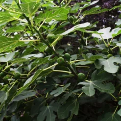 Bio Echte Feige 'Gustissimo® Perretta®' -Angebote Biohort Store 7612666 WE DE 003 FicusFeigeBioGustissimoPerrettaAllgreen