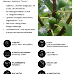 Bio Echte Feige 'Gustissimo® Perretta®' -Angebote Biohort Store 7612666 WE IG 001 FeigeFicuscaricaGustissimiPerretta
