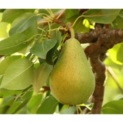 Bio Sommerbirne 'Gute Luise'