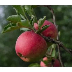 Bio Herbstapfel 'Topaz'