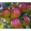 Herbstapfel 'Braeburn' -Angebote Biohort Store 7618531 WE DE 001 ApfelbaumMalusBraeburnApfel