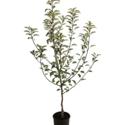 Herbstapfel 'Braeburn' -Angebote Biohort Store 7618531 WE FS 001 MalusApfelBraeburn