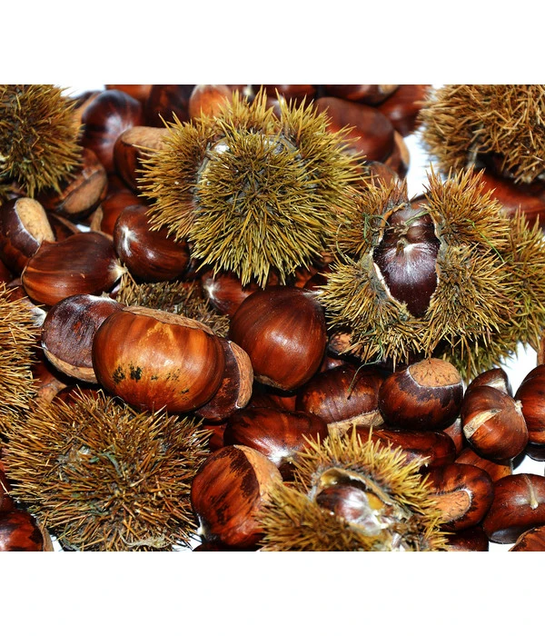 Esskastanie 'Bouche Rouge' 2 Esskastanie 'Bouche Rouge'