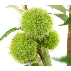 Esskastanie 'Bouche Rouge' 6 Esskastanie 'Bouche Rouge' -Angebote Biohort Store 7621964 WE DE 002 CastaneaSativaBocheRougeEsskastanie