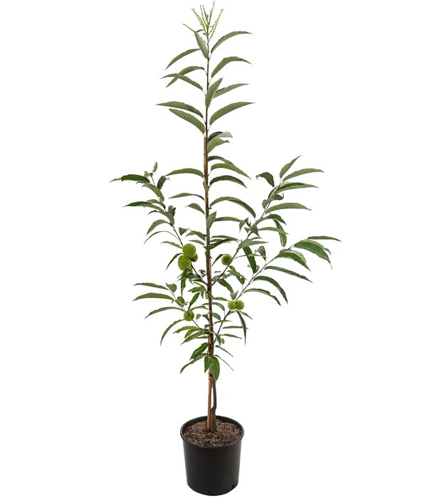 Esskastanie 'Bouche Rouge' 3 Esskastanie 'Bouche Rouge' – Bild 2