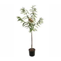 Esskastanie 'Bouche De Betizac' -Angebote Biohort Store 7621998 PR FS 001 CastaneaSativaBetizacEsskastanieDehnerExpressHerzig