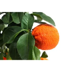 Rangpur-Limette 'Lima Rossa' 11 Rangpur-Limette 'Lima Rossa' -Angebote Biohort Store 7622616 WE DE 001 CitrusLimaRossaSuesseLimette