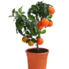 Rangpur-Limette 'Lima Rossa' -Angebote Biohort Store 7622616 WE FS 002 CitrusLimaRossaSuesseLimette