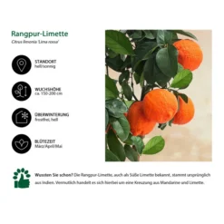 Rangpur-Limette 'Lima Rossa' 9 Rangpur-Limette 'Lima Rossa' -Angebote Biohort Store 7622616 WE IG 002 RangpurLimetteLimarossa