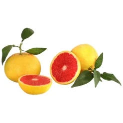 Rosafarbene Grapefruit 6 Rosafarbene Grapefruit -Angebote Biohort Store 7622673 WE DE 001 GrapefruitRosa Citrusparadisii
