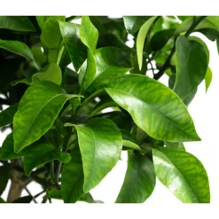 Rosafarbene Grapefruit 7 Rosafarbene Grapefruit -Angebote Biohort Store 7622673 WE DE 002 CitrusParadisiiRosaGrapefruitT20