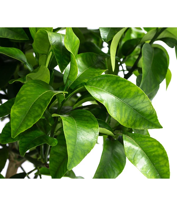 Rosafarbene Grapefruit 5 Rosafarbene Grapefruit – Bild 3