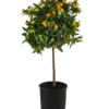 Kumquat -Angebote Biohort Store 7622707 WE FS 003 CitrusKumquatDehnerExpressHerzig