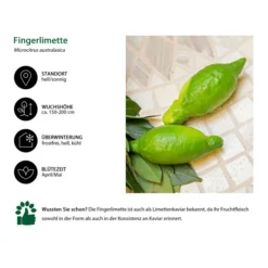 Dehner Gourmet Garten Fingerlimette -Angebote Biohort Store 7622830 WE IG 002 FingerlimetteLimettenkaviar