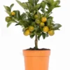 Calamondin-Orange -Angebote Biohort Store 7623028 PR FS 001 CitrusMitisCalamondinT13Allgreen