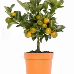 Calamondin-Orange