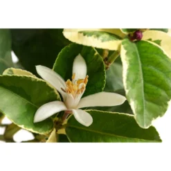 Weißbunte Zitrone 'Variegata' 10 Weißbunte Zitrone 'Variegata' -Angebote Biohort Store 7623051 WE DE 001 CitrusZitroneVariegataT20