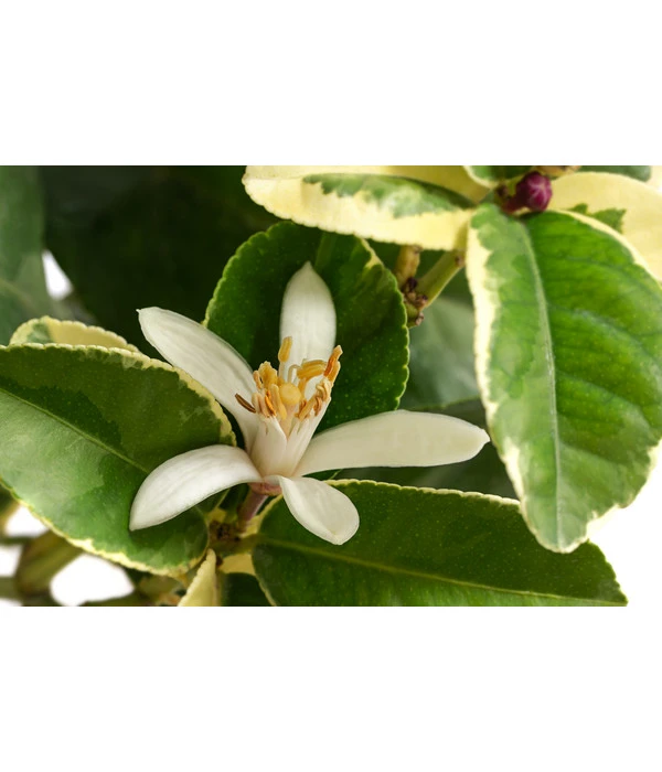 Weißbunte Zitrone 'Variegata' 6 Weißbunte Zitrone 'Variegata' – Bild 4