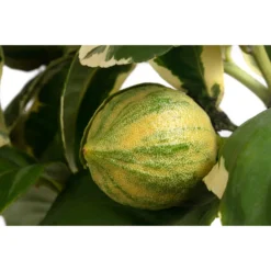 Weißbunte Zitrone 'Variegata' 9 Weißbunte Zitrone 'Variegata' -Angebote Biohort Store 7623051 WE DE 002 CitrusZitroneVariegataT20