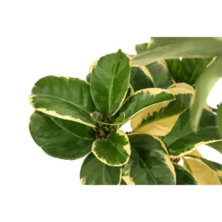 Weißbunte Zitrone 'Variegata' 11 Weißbunte Zitrone 'Variegata' -Angebote Biohort Store 7623051 WE DE 003 CitrusZitroneVariegataT20