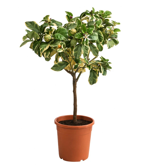 Weißbunte Zitrone 'Variegata' 3 Weißbunte Zitrone 'Variegata'