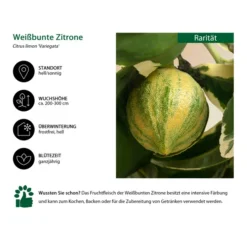 Weißbunte Zitrone 'Variegata' 8 Weißbunte Zitrone 'Variegata' -Angebote Biohort Store 7623051 WE IG 001 WeissbunteZitrone