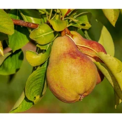 Sommerbirne 'Clapps Liebling'