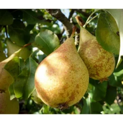 Angebote Biohort Store 17 Herbstbirne 'Conference'