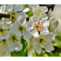 Herbstbirne 'Conference' -Angebote Biohort Store 7625908 PR DE 003 PyrusBirneConferenceBluetePixabay