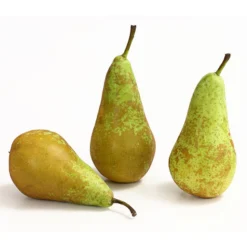 Herbstbirne 'Conference' -Angebote Biohort Store 7625908 WE DE 005 BirneConferenceDehnerExpressHerzig