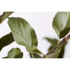 Winterapfel 'Cox Orange' 9 Winterapfel 'Cox Orange' -Angebote Biohort Store 7626518 PR DE 001 ApfelCoxOrangeMalusBusch95LiterDehnerExpressZS