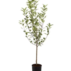 Winterapfel 'Cox Orange' 8 Winterapfel 'Cox Orange' -Angebote Biohort Store 7626518 PR FS 001 ApfelCoxOrangeMalusBusch95LiterDehnerExpressZS