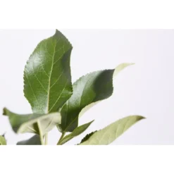 Herbstapfel 'Elstar' -Angebote Biohort Store 7639164 PR DE 001 ApfelElstarMalusBusch95LiterDehnerExpressZS