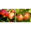 Apfel-Duo 'Jonagold'/'Elstar' -Angebote Biohort Store 7639248 WE MO 002 ApfelDuoJonagoldElstarElstarJonagoldDuo