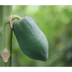 Papaya -Angebote Biohort Store 7641301 WE DE 001 CaricaPapaya