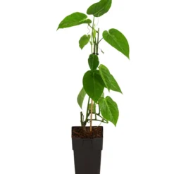 Süße Granadilla 6 Süße Granadilla -Angebote Biohort Store 7641319 WE FS 001 SuesseGrenadilleExoten