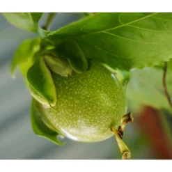 Süße Granadilla 7 Süße Granadilla -Angebote Biohort Store 7641319 WE MO 001 SuesseGrenadilleExoten