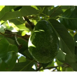 Avocado -Angebote Biohort Store 7641343 WE DE 001 PerseaAvocado