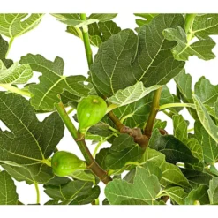 Feige, Dunkel -Angebote Biohort Store 7642671 PR DE 001 FicusCaricaDunkelT20FeigenbaumDehnerExpressHerzig