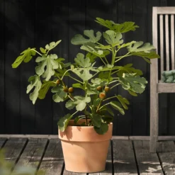 Feige 'Madeleine' -Angebote Biohort Store 7642911 WE MO 001 FicusFeigeMadeleine