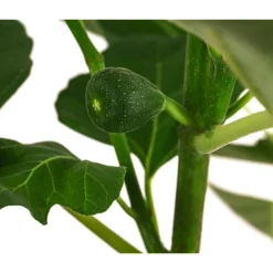 Feige 'Jannot' -Angebote Biohort Store 7642929 WE DE 002 FicusFeigeJannot