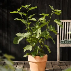 Feige 'Jannot' -Angebote Biohort Store 7642929 WE MO 001 FicusFeigeJannotDehnerObstkonzept