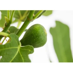 Feige 'Rouge De Bordeaux' -Angebote Biohort Store 7642937 PR DE 001 FicusCaricaFeigeBrownTurkey7 5LDehnerExpressZS