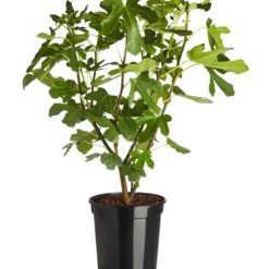 Feige 'Rouge De Bordeaux' -Angebote Biohort Store 7642945 PR FS 001 FicusRougedeBordeaux7 5LDehnerExpressZS