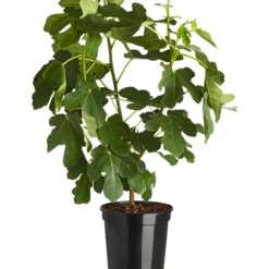 Echte Feige 'Bornholms Diamant' -Angebote Biohort Store 7642952 PR FS 001 FicusGoutteDor7 5LDehnerExpressZS
