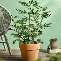 Feige 'Little Miss Figgy®' -Angebote Biohort Store 7642986 WE MO 001 FicusFeigeLittleMissFiggyDehnerObstkonzept