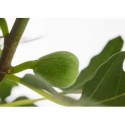 Echte Feige 'Dalmatie' -Angebote Biohort Store 7642994 PR DE 001 FeigeDalmatieFicusCarica7 5LDehnerExpressZS