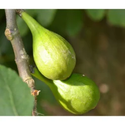 Echte Feige 'Dalmatie'