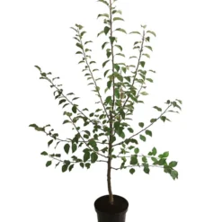 Winterapfel 'Florina' 7 Winterapfel 'Florina' -Angebote Biohort Store 7644636 WE FS 001 ApfelbaumMalusApfelFlorina